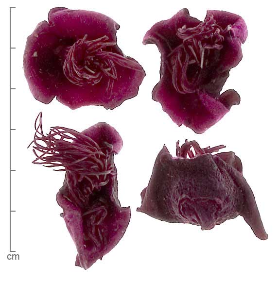 Bombax ceiba flowers