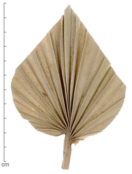 Borassus flabellifer cut leaf bases