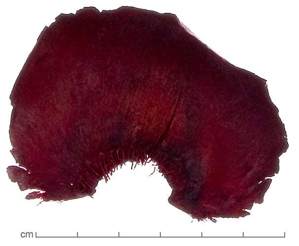 Borassus flabellifer bract