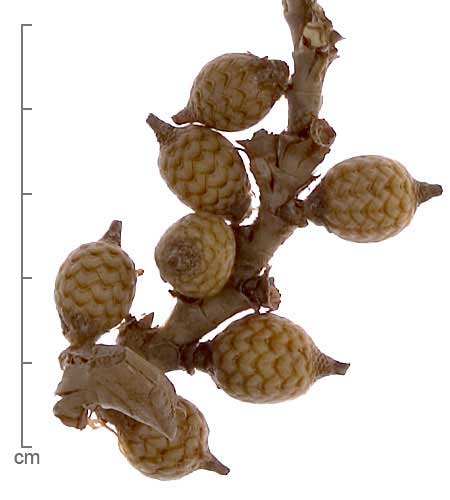 Calamus andamanicus fruits