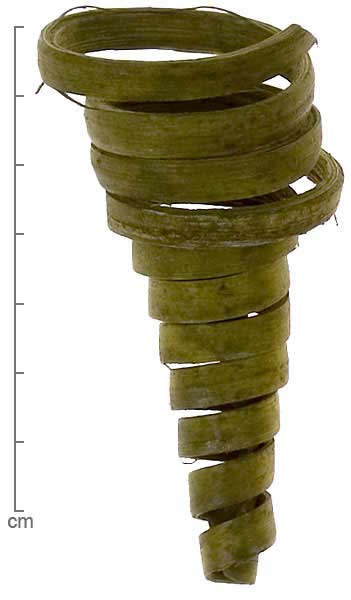 Calamus viminalis stem spiral