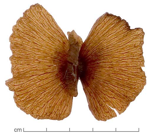 Callaeum macropterum fruit
