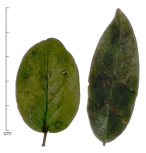 Carissa carandas leaves