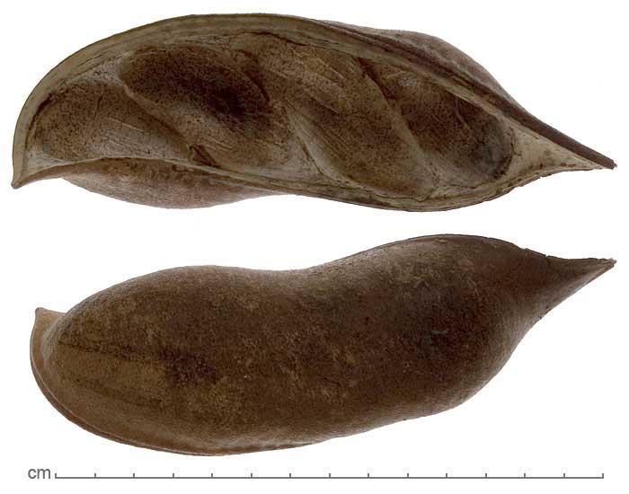 Castanospermum australe fruit