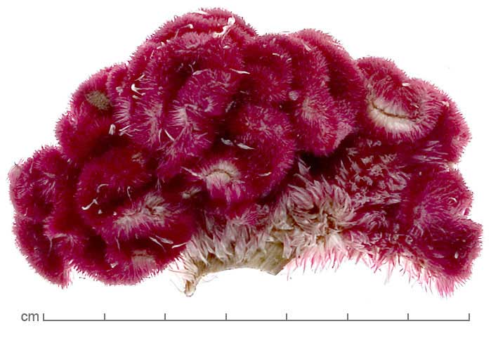 Celosia argentea var. cristata inflorescence