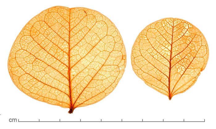 Chamaecrista cotinifolia leaves