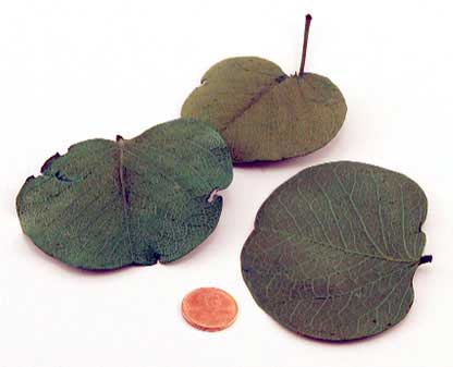 Chamaecrista cotinifolia leaves