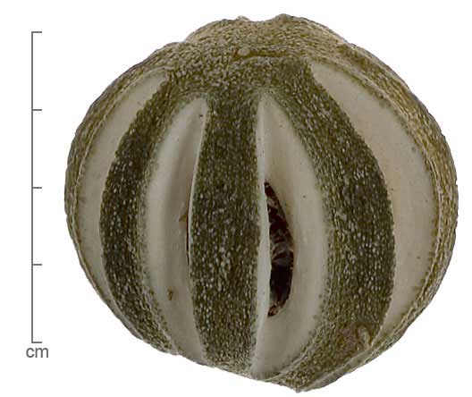 Citrus sinensis fruit with slits