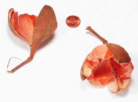 Cochlospermum orinocense fruits