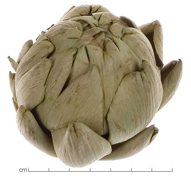 Cynara cardunculus inflorescence