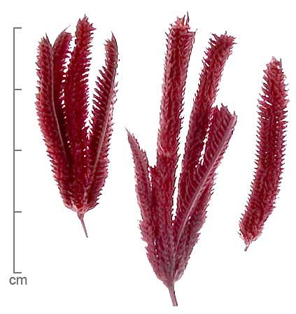 Dactyloctenium aegyptium inflorescences