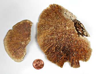 Daedalea quercina fungal fruiting bodies