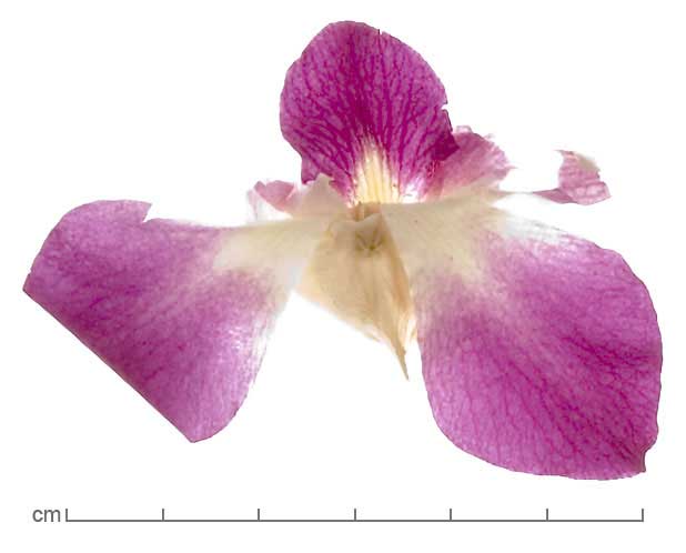 Dendrobium bigibbum flower