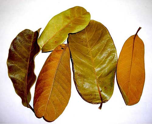 Didymopanax marcrocarpum leaves