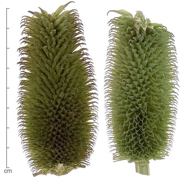 Dipsacus sativus inflorescences
