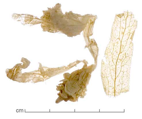 Dipterocarpus intricatus fruit