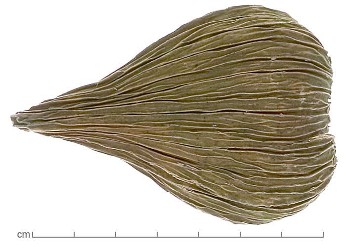 Dregea volubilis fruit