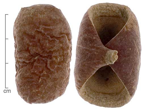 Dysoxylum binectariferum fruits