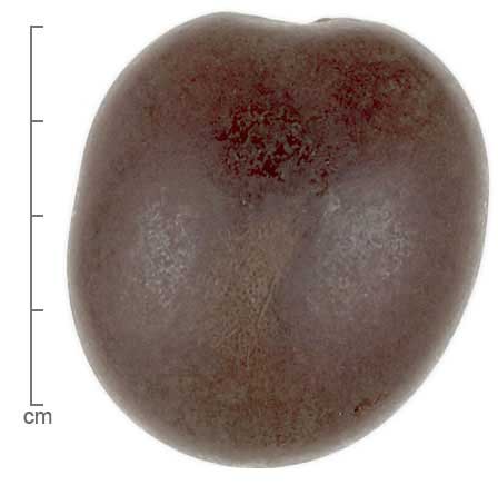 Entada gigas seed