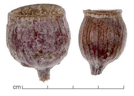Eucalyptus caesia fruits