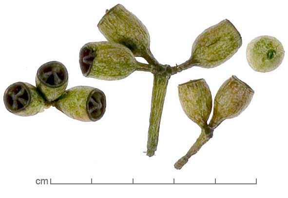 Eucalyptus pimpiniana fruits