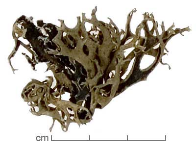 Evernia spp. thalli