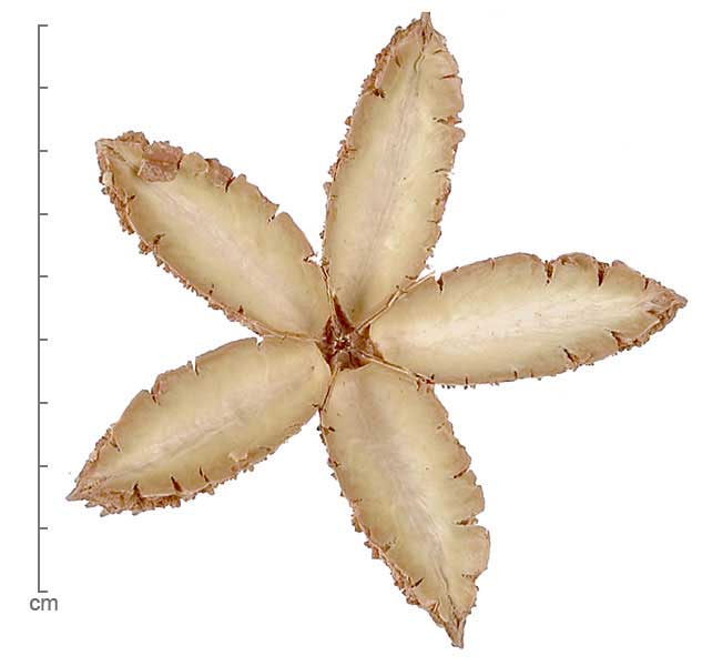 Flindersia australis fruit