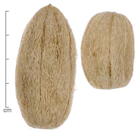 Garcinia kola seeds