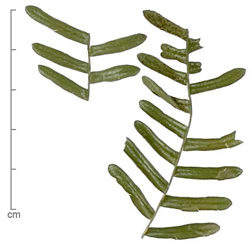 Gleichenia dicarpa leaves