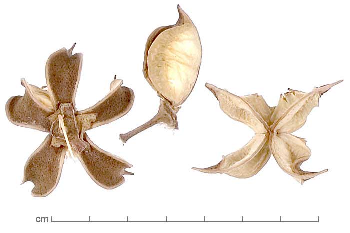 Gossypium hirsutum fruits