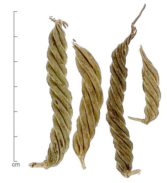 Helicteres isora fruit