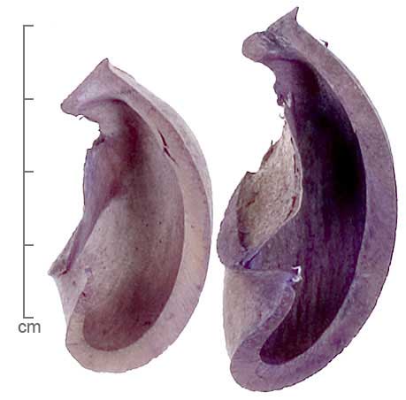 Hevea brasiliensis fruit segments