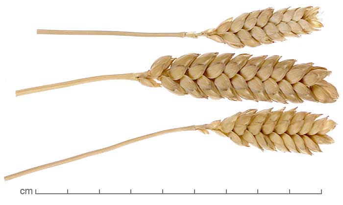 Antidesma bunius fruits