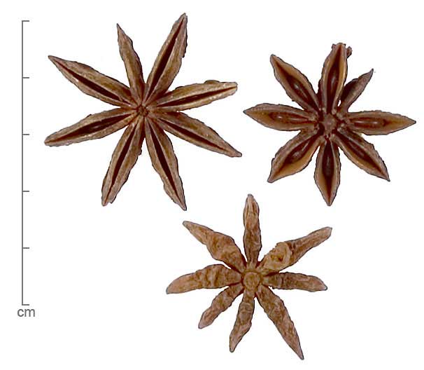 Illicium verum fruits
