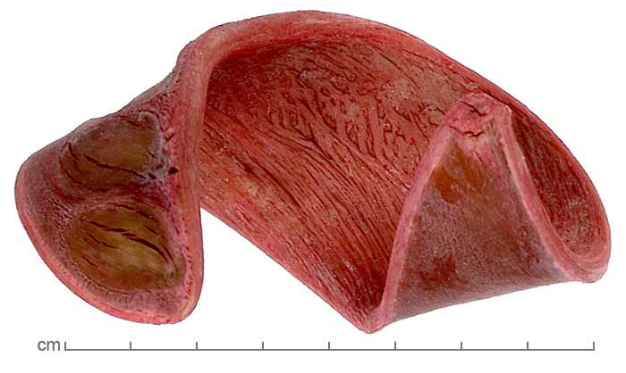 Isoberlinia angolensis fruits