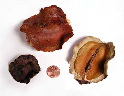 Jacaranda mimosifolia fruit halves