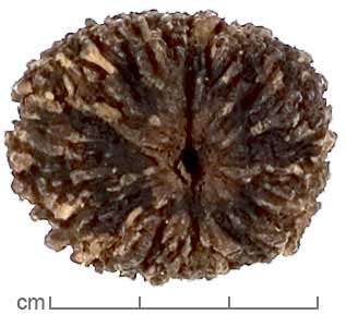 Juglans nigra fruit