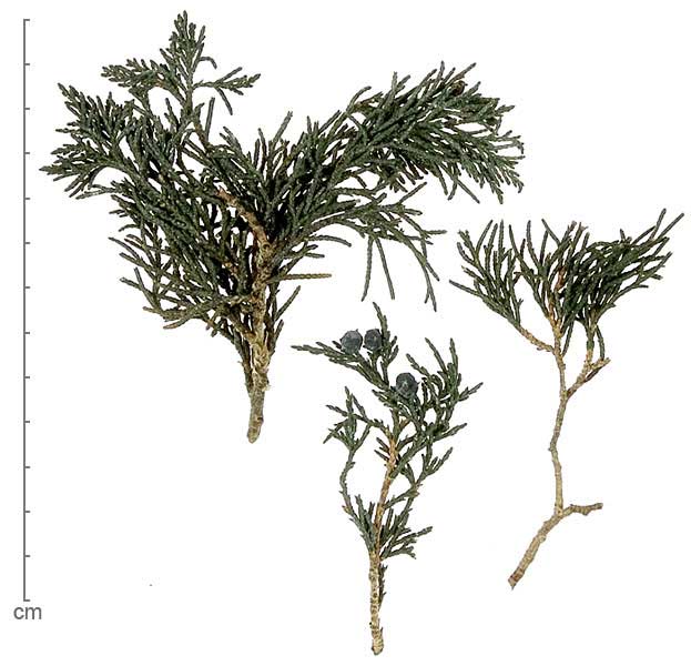 Juniperus semiglobosa branches