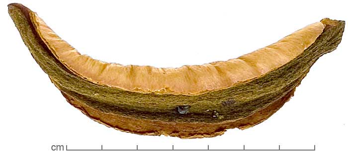 Kielmeyera lathrophyton fruit