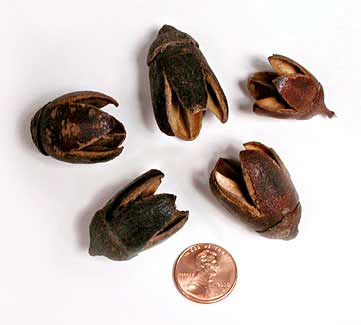 Lagerstroemia parviflora fruits