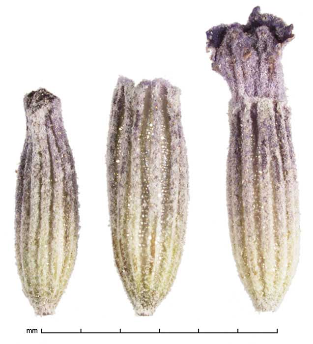 Lavendula x intermedia flowers