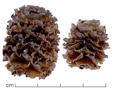 Leucadendron coniferum fruits
