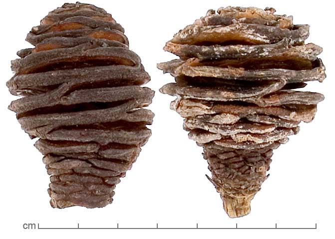 Leucadendron platyspermum fruits