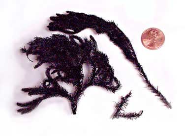 Lycopodiella cernua branchlets