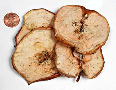 Malus sylvestris fruit slices