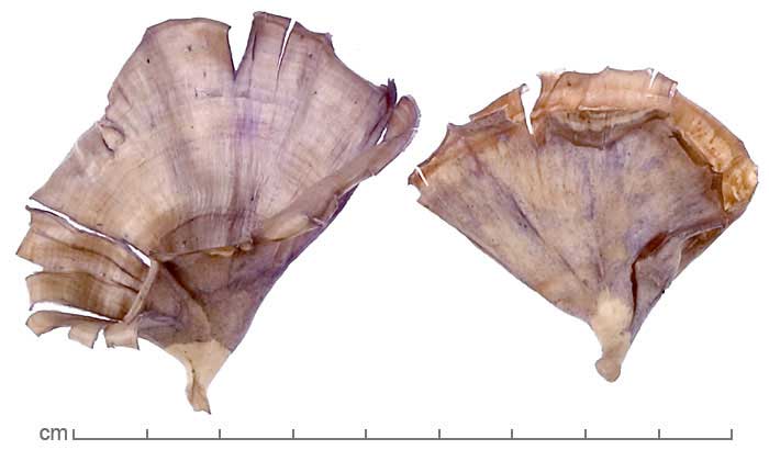 Microporus xanthopus fungal fruiting bodies
