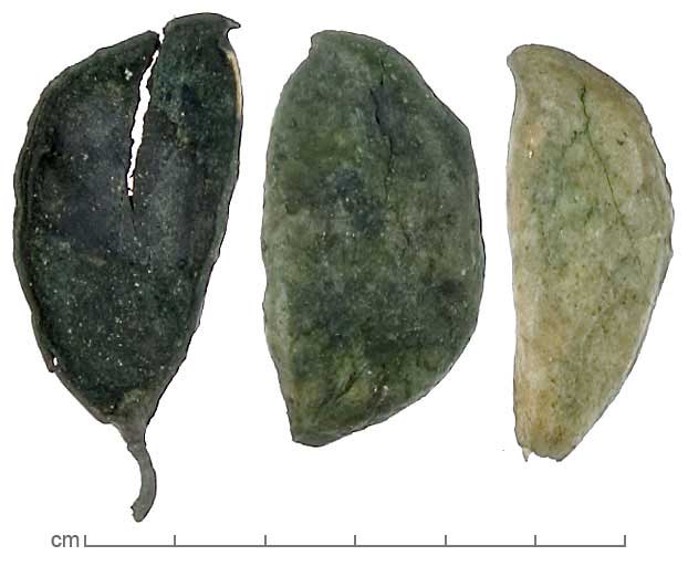 Millettia pinnata fruits