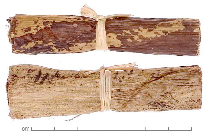 Musa acuminata leaf rolls
