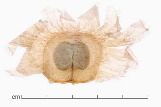 Oroxylum indicum seed