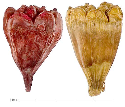 Pandanus tectorius fruits